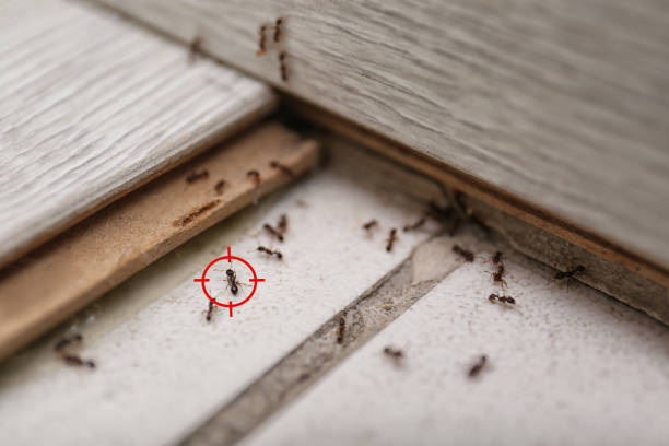 Best Emergency Pest Control  in East Bernard, TX