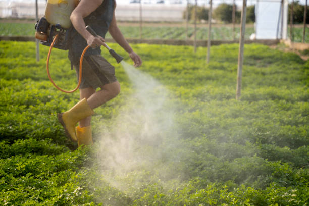 Best Local Pest Control Services  in East Bernard, TX