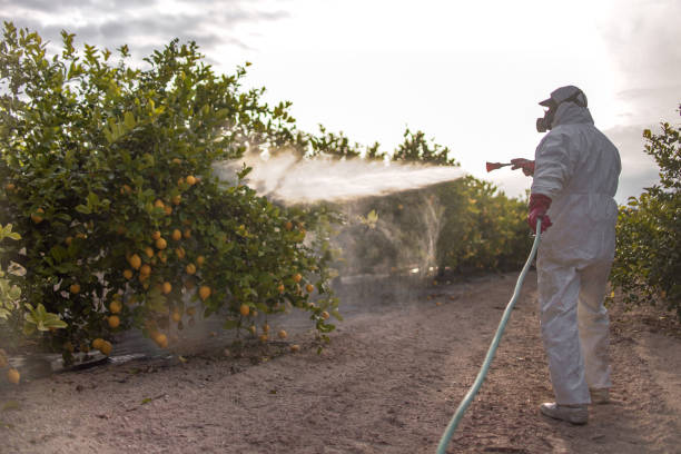 Best Termite Control Services  in East Bernard, TX