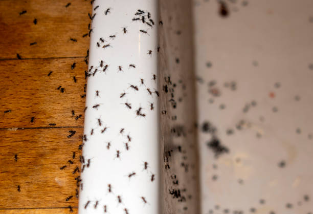 Professional Pest Control in East Bernard, TX
