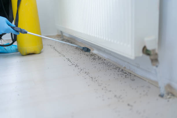 Best Termite Control Services  in East Bernard, TX