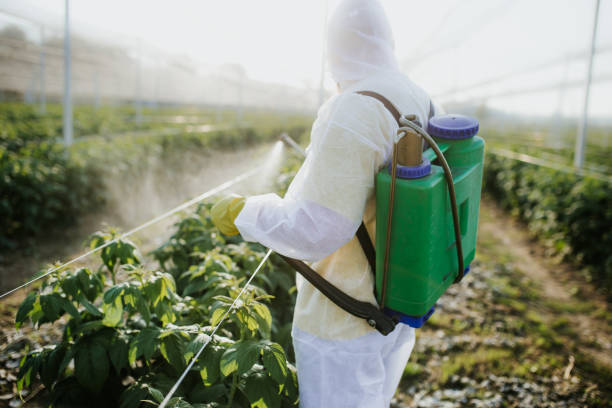 Best Rat Extermination Near Me  in East Bernard, TX